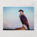Suche nach caracara Florida