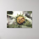 Suche nach vintage sonnenblume leinwandbilder Natur