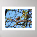 Suche nach zaunkönig poster Vogel