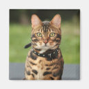 Suche nach bengalische katze magnete Wild