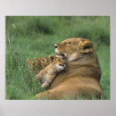 Suche nach ngorongoro krater poster Fauna
