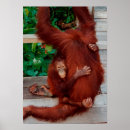 Suche nach orang utan poster Borneo
