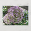 Suche nach violett postkarten Blume