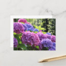 Suche nach hydrangea blumen postkarten Pflanze