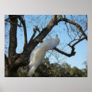 Suche nach albino poster Pfau