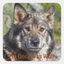 Suche nach herdenhund aufkleber Schäfer