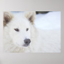 Suche nach weiße wölfe poster Hund