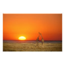 Suche nach etosha poster Tier