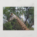 Suche nach afrikanische geburtstag karten Wildtiere