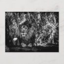 Suche nach löwe foto postkarten König des dschungels