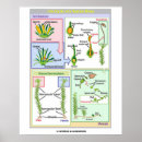 Suche nach moos poster Botanik