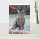 Suche nach stroh postkarten Kätzchen