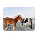 Suche nach isländisch magnete Eispferd