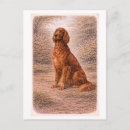 Suche nach irish setter postkarten Haustier