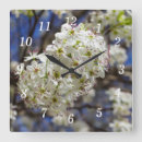 Suche nach pear poster Bradford birne