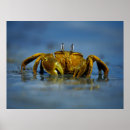 Suche nach krabben poster Ozean