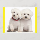 Suche nach bichon frise postkarten Geburtstag