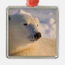 Suche nach eisbären ornamente Ursus maritimus