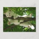 Suche nach weiße katze postkarten Baum