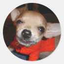 Suche nach lustiger chihuahua aufkleber Welpe