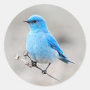Suche nach bluebird aufkleber Singvogel