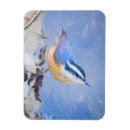 Suche nach singvögel magnete Schnee