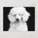 Suche nach pudel postkarten Hund