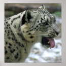 Suche nach snow leopard poster Katze