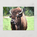Suche nach wyoming flagge poster Büffel