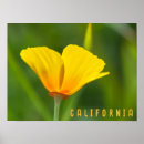 Suche nach poppy poster Mohn