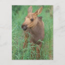 Suche nach kälbern postkarten Wildtiere