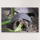 Suche nach ecuador puzzle Galapagos inseln