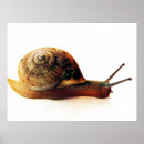 Suche nach schnecke poster Natur