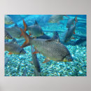 Suche nach muschel muschel poster Tiere