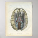 Suche nach gehirn poster Anatomie