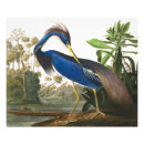 Suche nach audubon vögel poster Wild