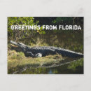 Suche nach amerikanischer alligator postkarten Natur