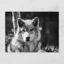 Suche nach schwarzer wolf poster Grauwolf