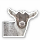 Suche nach weiße ziege aufkleber Portrait