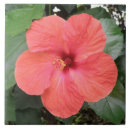 Suche nach orange hibiskus blume fliesen Blumenreich