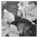 Suche nach schwarze rose fliesen Blüte