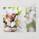 Suche nach mandelblüten postkarten Frühling