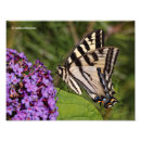Suche nach lila tiger poster Schmetterling