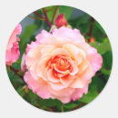 Suche nach hybrid aufkleber Rose