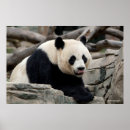 Suche nach niedliche pandas poster Tiere