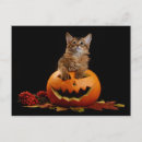 Suche nach beängstigende katze poster postkarten Schwarz