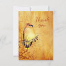 Suche nach zeder waxwing Vogelvogel