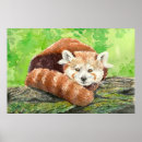 Suche nach roter panda poster Natur
