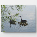 Suche nach gänse fotoplatten Tier