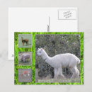 Suche nach hof postkarten Gras